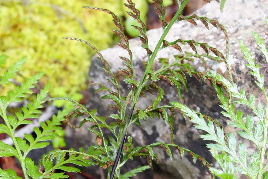 Asplenium onopteris / Asplenio maggiore